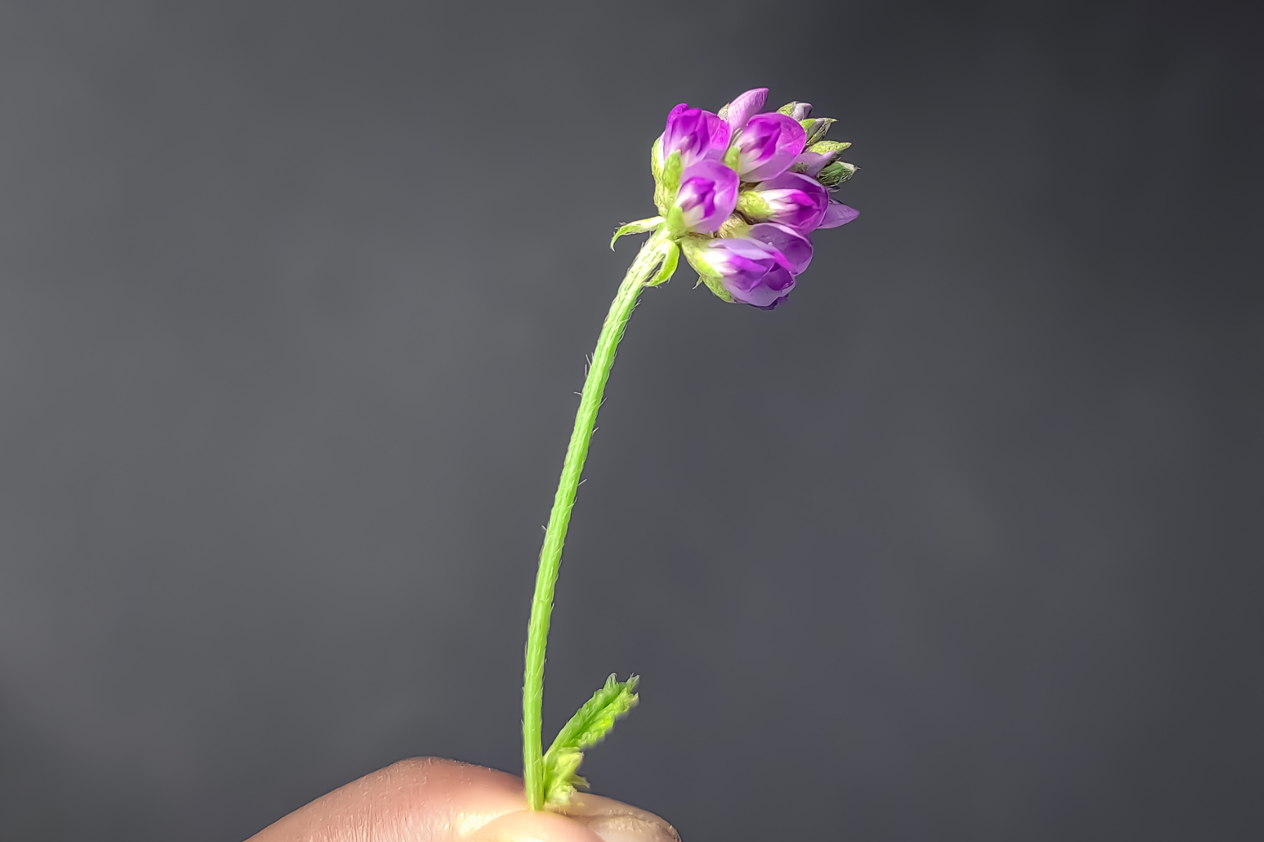 Bakuchiol- Retinol alternativa kezelési protokoll